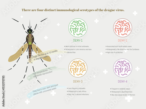 Dengue virus serotypes and mosquito characteristics, an infographic