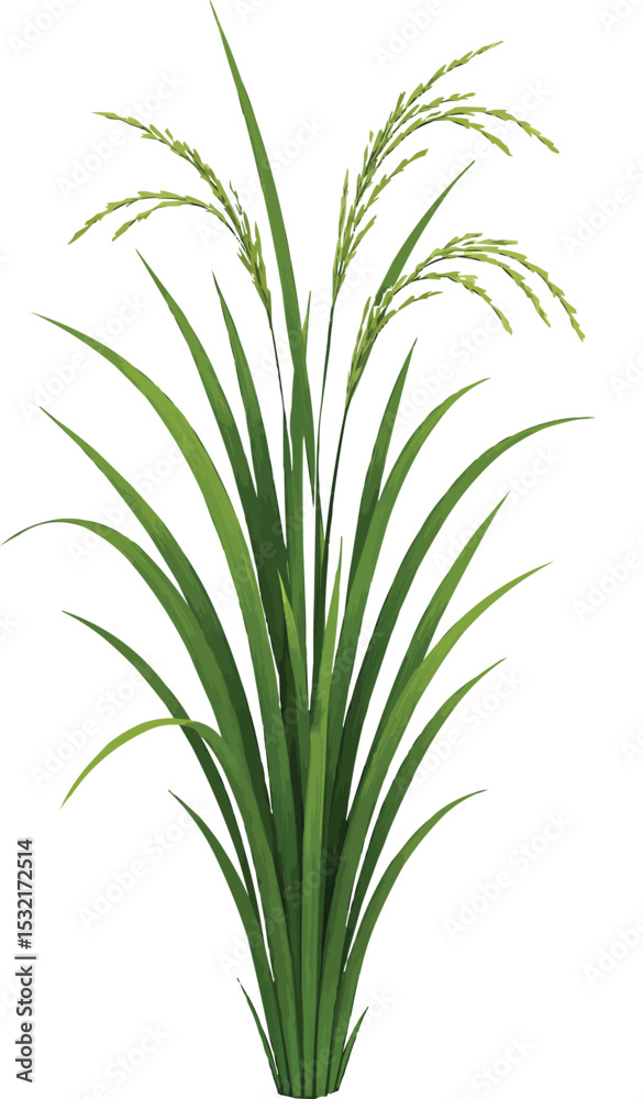 Fototapeta premium Green paddy tree