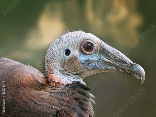 yet imbued with an ancient dignity. The characteristic lack of fear, which had sealed its ancestors' fate, was still present. Raphus cucullatus regarded the human intruders with an almost indifferent 