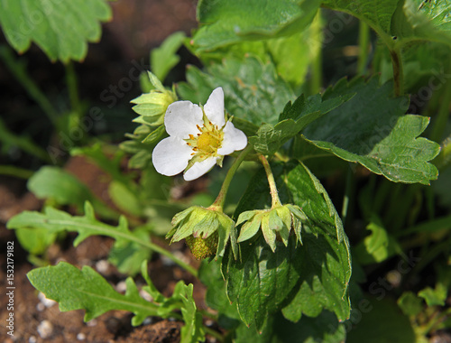 Ripening garden strawberry, hybrid plant