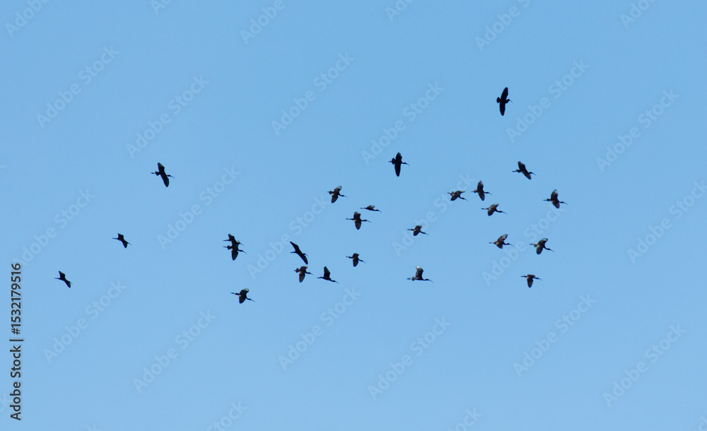 A flock of birds flying in the sky A flock of birds flying in the sky