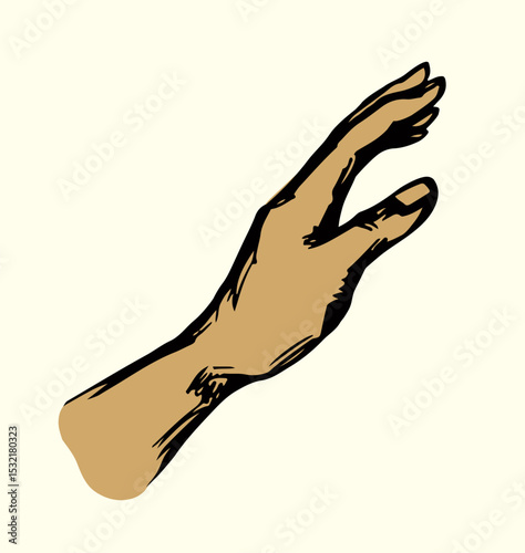 Young human hands. Vector drawing