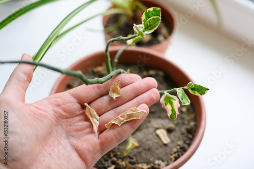 Dry leaves of a houseplant on a hand. Dry climate and plant disease