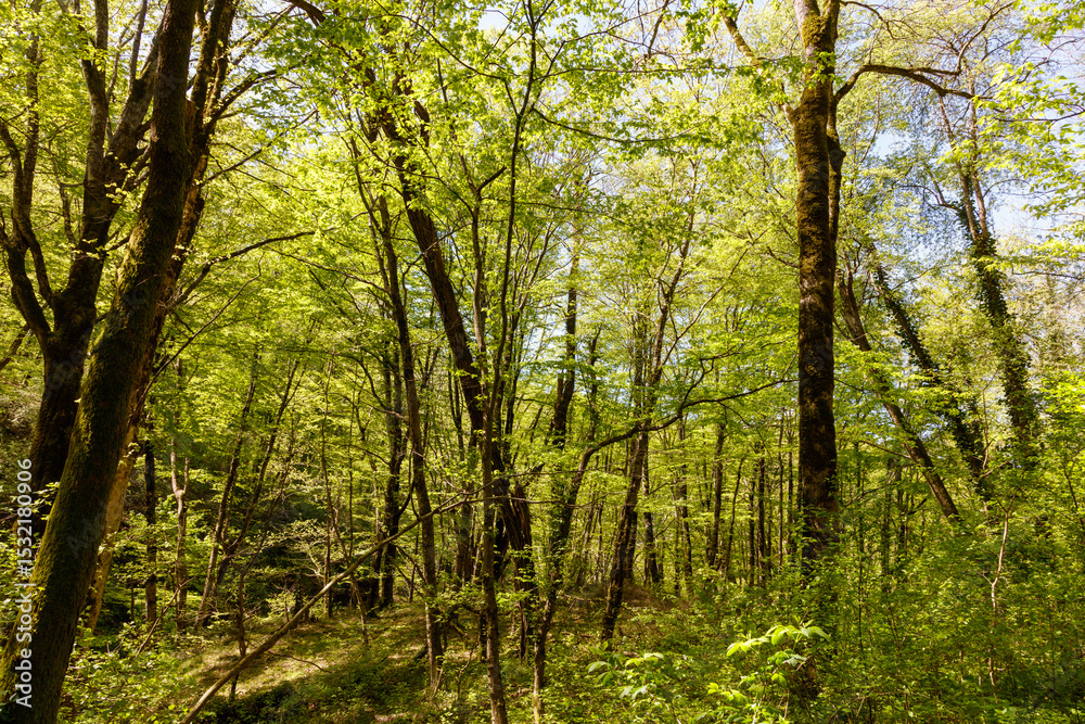 Naklejka premium A forest with many trees and a lot of sunlight