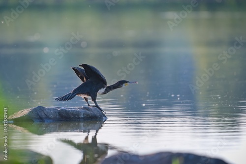 A great cormorant , Phalacrocorax carbo sits on a stone. Portrait of a black waterbird.