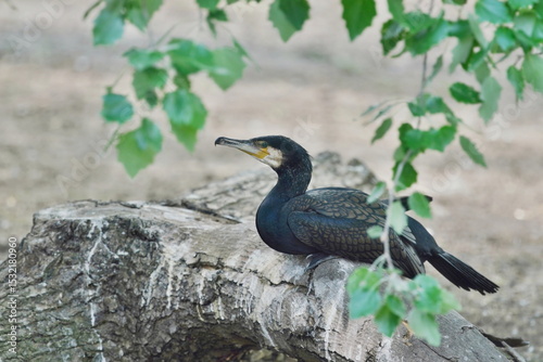 A great cormorant , Phalacrocorax carbo sits on a stone. Portrait of a black waterbird.