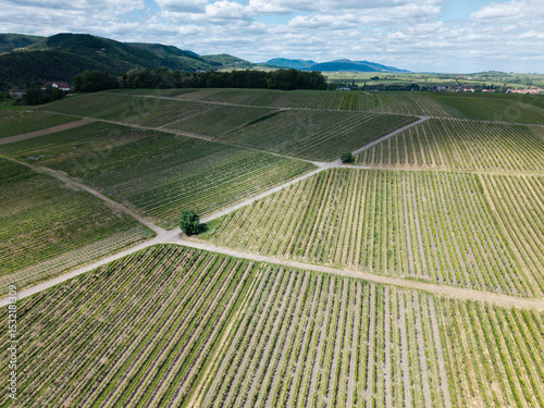 Aerial view of vineyards in the Palatinate (Pfalz) region of Germany, captured from a bird’s eye perspective. 