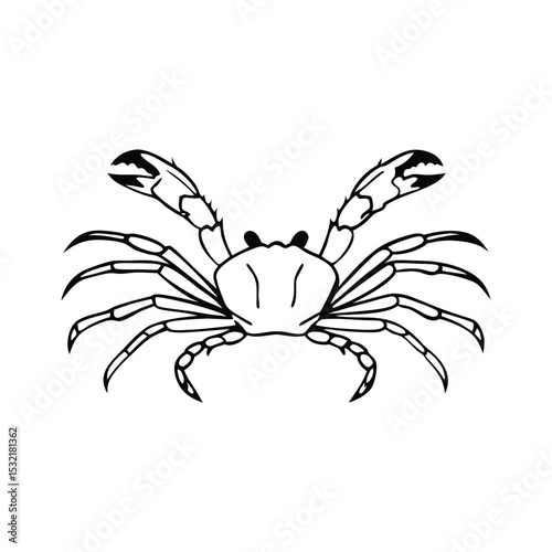 Bold crab sketch showcasing its strong claws and segmented legs in striking monochrome style