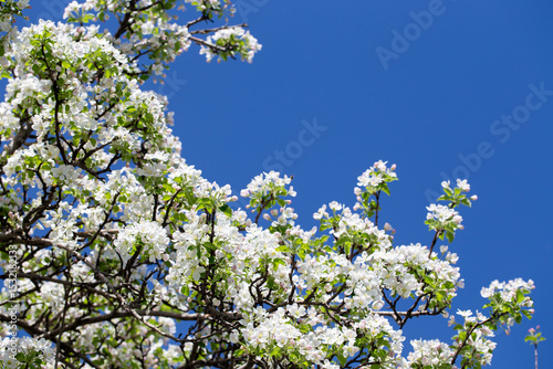 Spring apple blossom branch with pink buds and green leaves against clear sky minimal background.