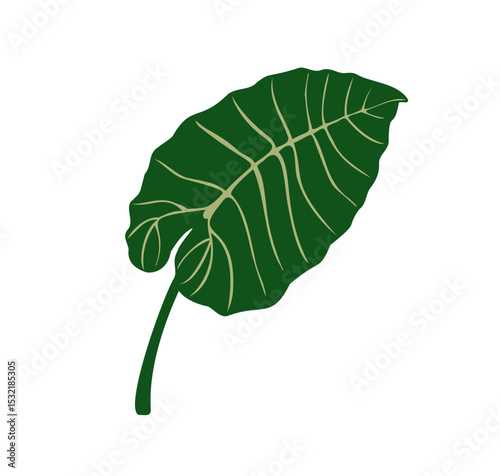 Exotic alocasia leaf. Green tropical plant. Large broad foliage, giant fresh greenery. Botanical natural decoration, design element with veins. Flat vector illustration isolated on white background