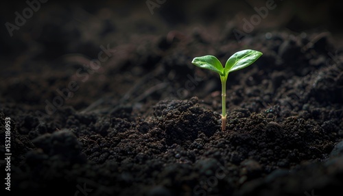 A close-up of a sapling growing in rich, dark soil, representing the growth of new life and the importance of reforestation efforts. 40k, full ultra hd, high resolution