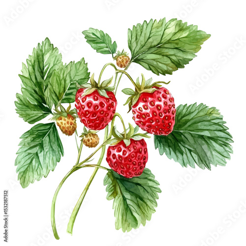 Wild Strawberries Summer Woods, watercolor illustration vector, isolated on a white background.