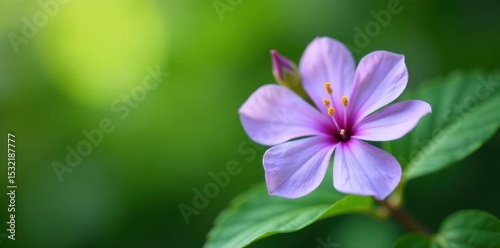 Delicate purple periwinkle blossom, soft focus green backdrop, bright, background, blurred