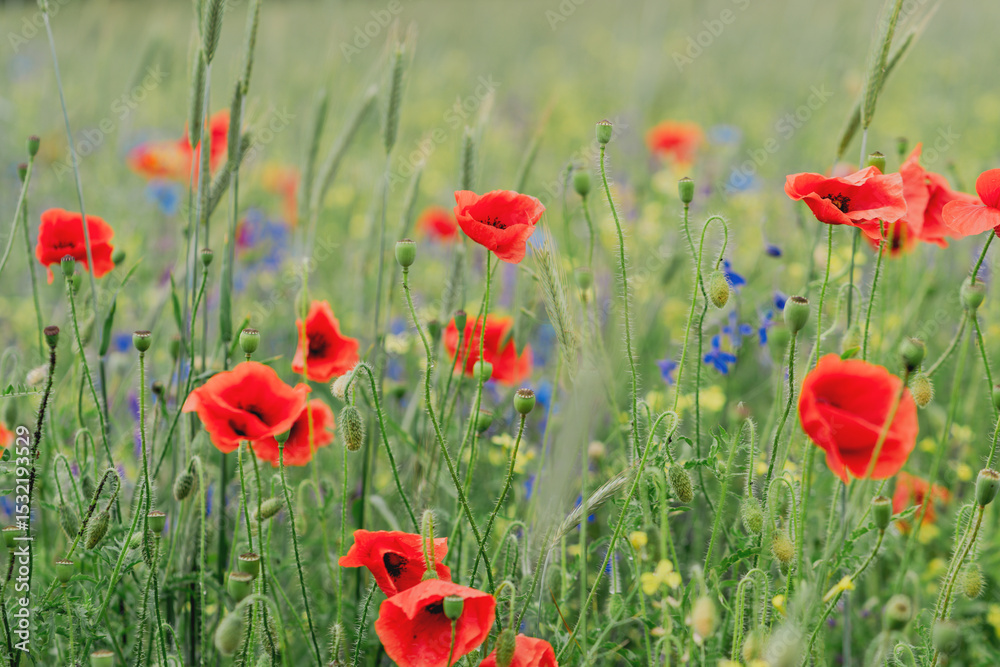 Obraz premium Vibrant Red Poppies Blooming in a Lush Green Field