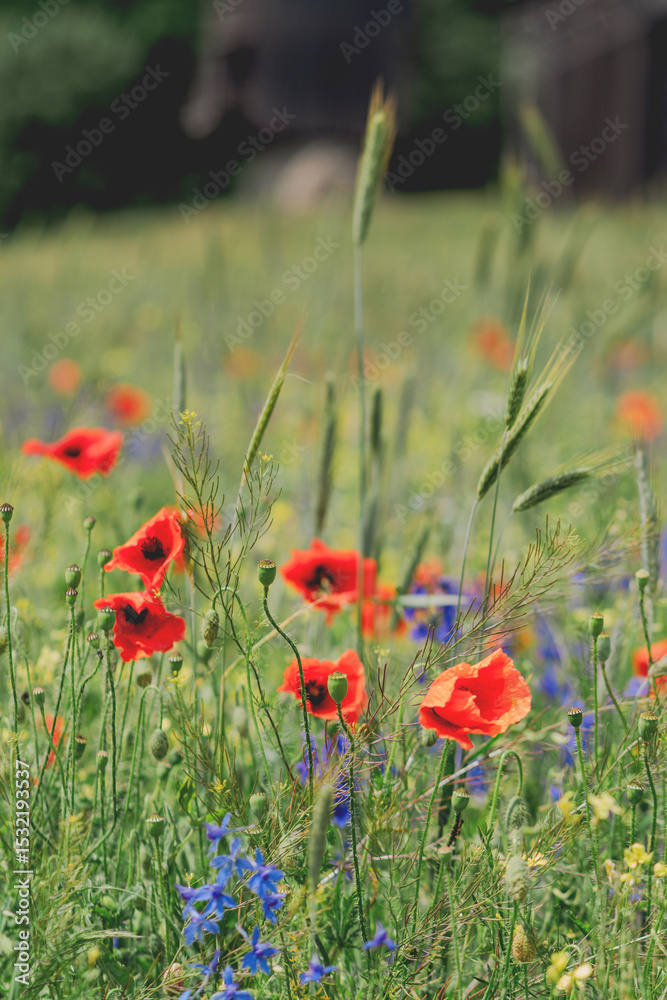 Obraz premium Vibrant Red Poppies Blooming in a Lush Green Field