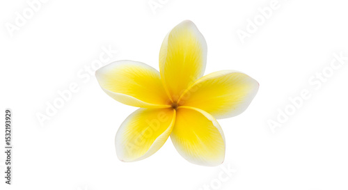 A vibrant yellow Plumeria bloom radiating warmth a symbol of tropical beauty and fresh on transparent background