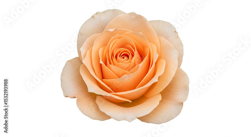 A serene apricot rose unfurls its delicate petals a symbol of gentle beauty and budding on transparent background
