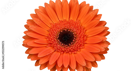 A vibrant orange Gerbera Daisy radiating pure joy and warmth reminiscent of summer sunsets on transparent background