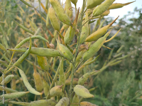 Close up shoot of mustard beans.