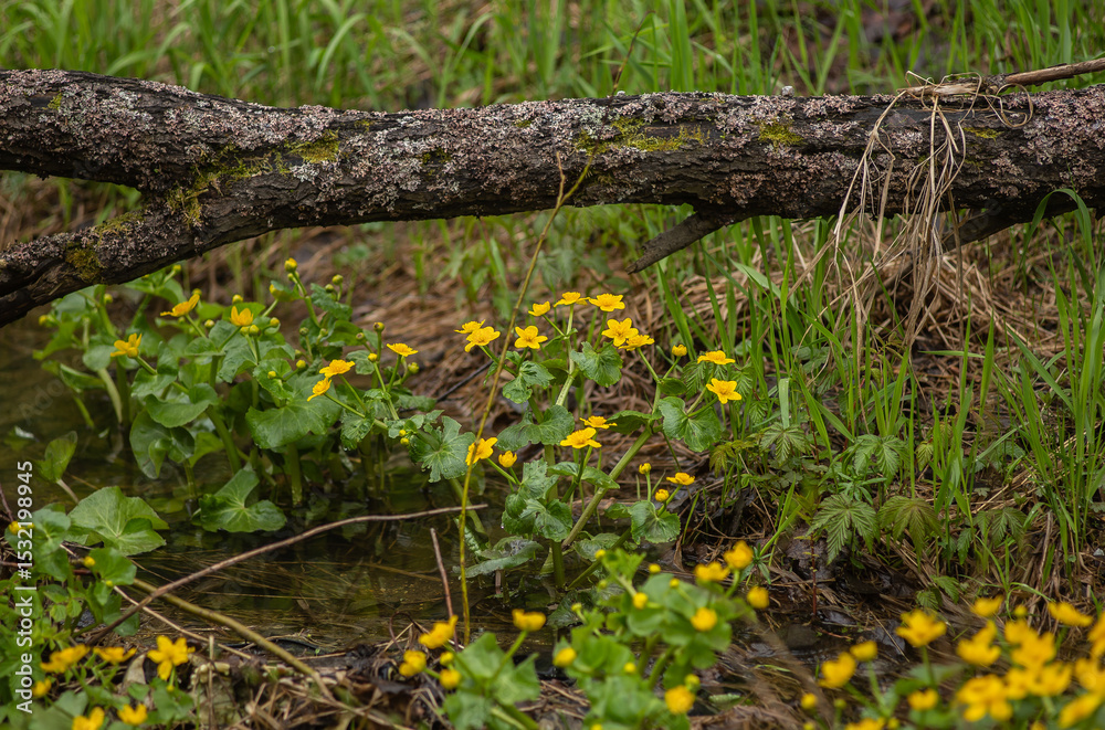 Obraz premium Yellow buttercups blooming in the Middle Urals, near the village of Aziatskaya, Kushvinsky urban district. May 2025.