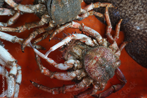 Delicious Portuguese Santola Animal Crabs
