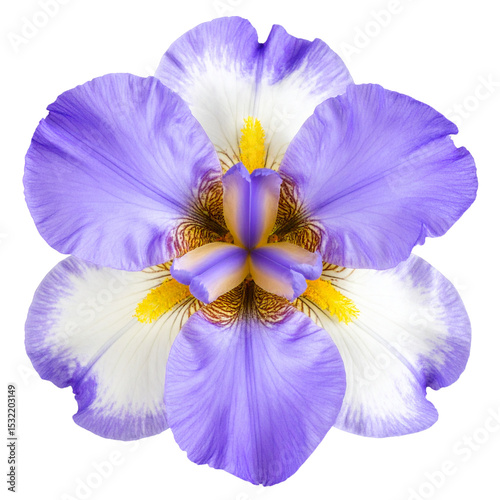 Top View of Purple Iris Flower isolated on transparent background