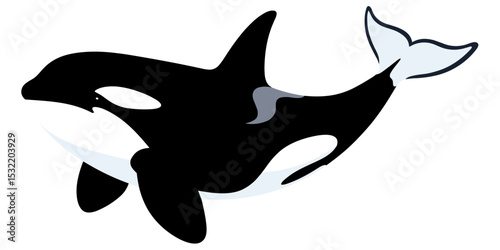 orca vector isolated on white background