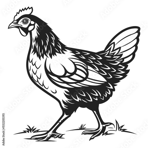 The detailed monochrome depicts a hen walking on grass, showcasing intricate feather line work