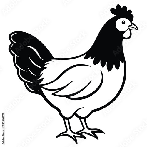 Black and white hen stands calmly to the right within a farmyard setting