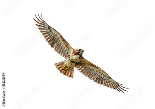 Isolated Red-Tailed Hawk Flying Bird Prey Wingspan