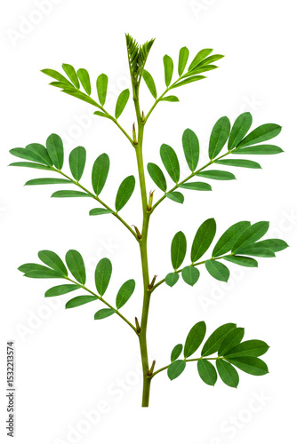 Green plant stem with small fresh leaves isolated on a transparent background