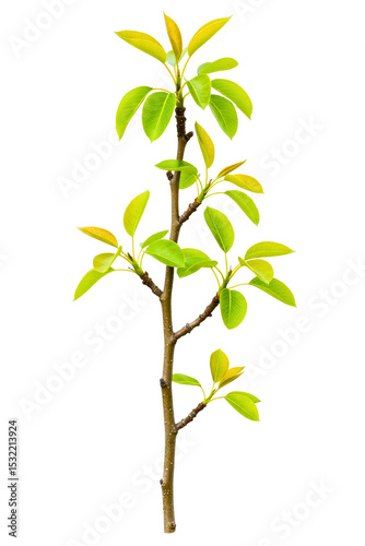 Young tree branch with vibrant green leaves isolated on a transparent background