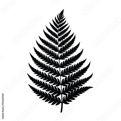 fern leaf with white background