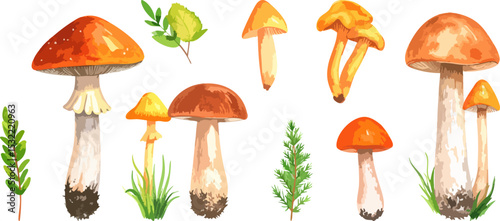 Colorful mushroom set. Vector illustration of different types of fungi in nature