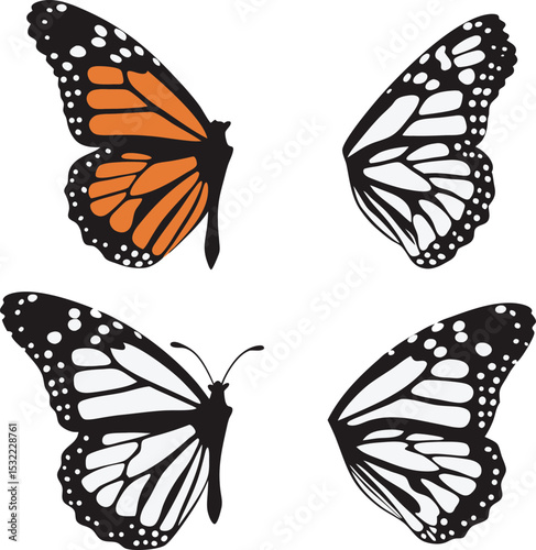 Vector illustration featuring monarch butterflies showcasing design with wings in orange black and white colors on a clean white background perfect for design projects.