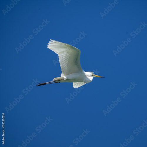 white heron in flight