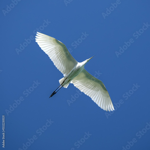 bird in flight