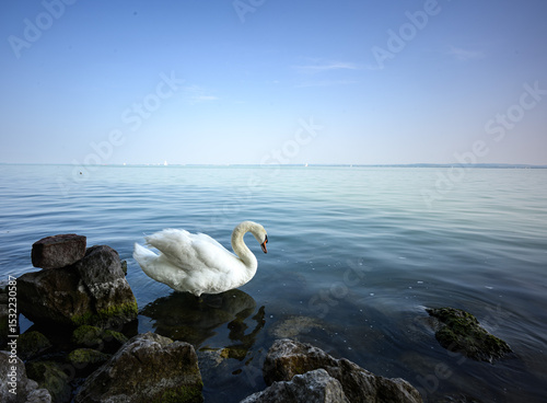 swan on the lake