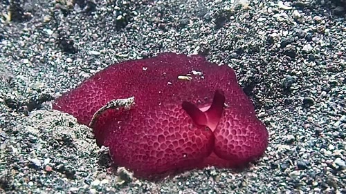 Spanish Dancer Nudibranch Resting on Sandy Seafloor