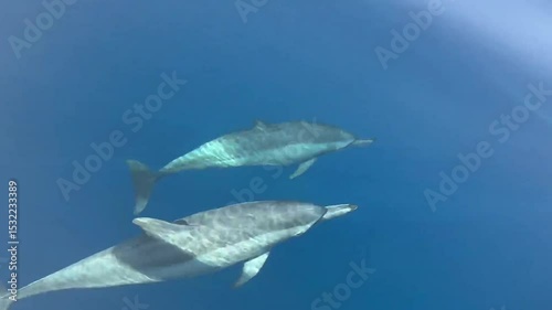 Dolphins Swimming Gracefully Underwater in Bali