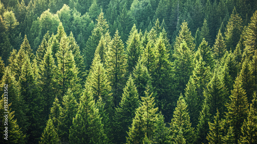 A dense forest of tall, green pine trees with a mix of evergreen and deciduous trees, with a mix of sunlight and shadows, creating a vibrant and lush green forest floor.