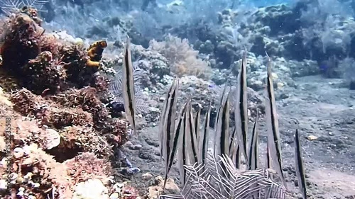 School of Striped Shrimpfish Swimming Vertically in Coral Reef