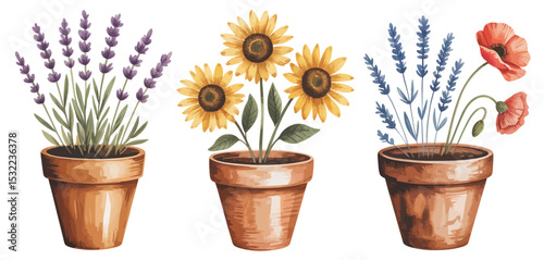 Three Watercolor Flower Pots Lavender Sunflowers Poppies
