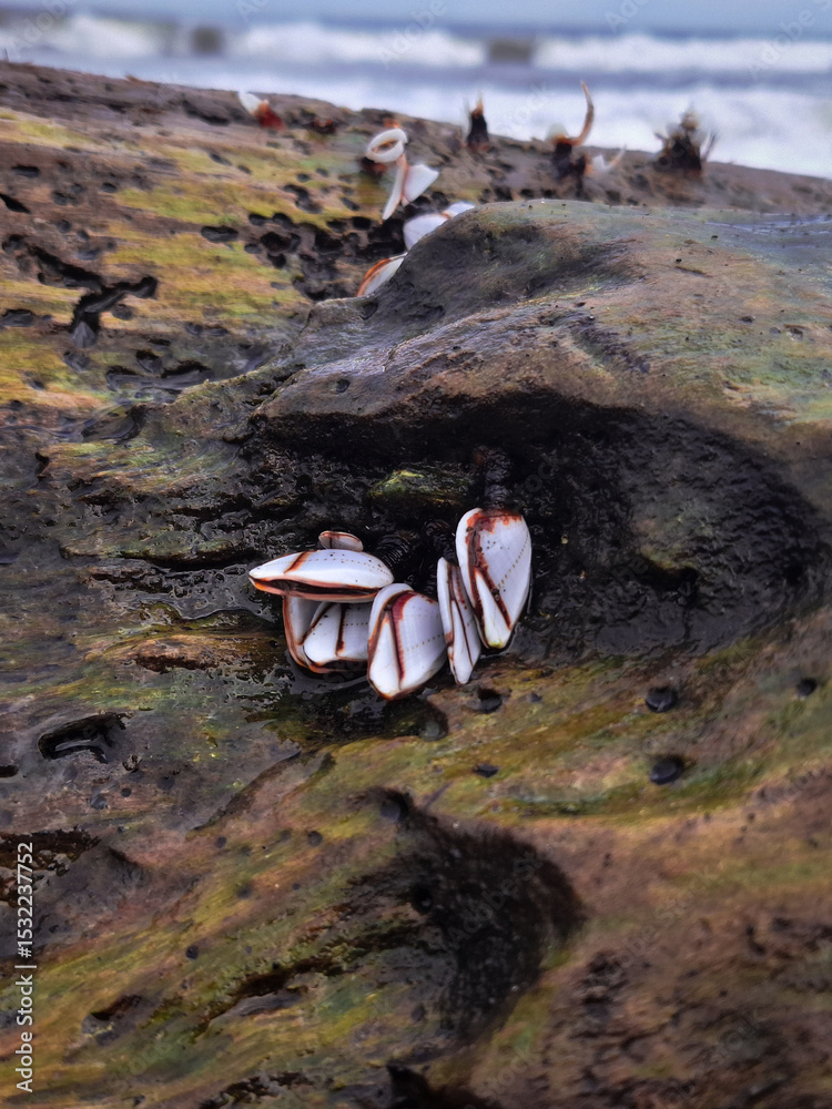 Fototapeta premium Goose barnacles (Lepas anatifera) attach to a mossy log. This marine life scene highlights coastal biodiversity on a beach find, showcasing ocean ecosystem