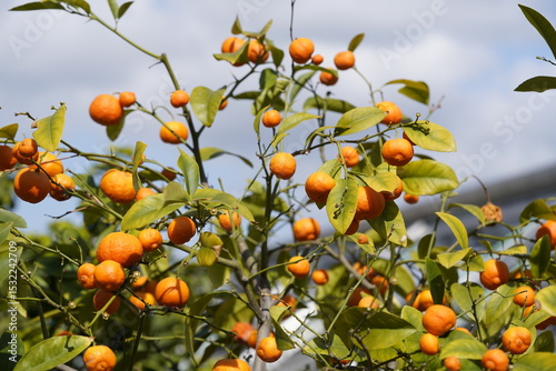 Citrus aurantifolia ,PhilippinevRed Lime, Rutaceae family. Hanover Berggarten, Germany.
