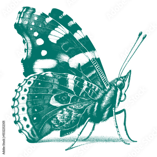 Admiral Butterfly vector