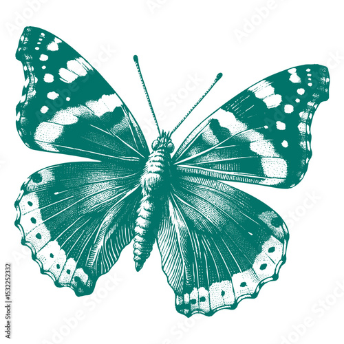Admiral Butterfly vector