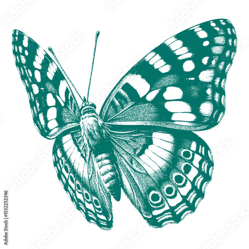 Admiral Butterfly vector