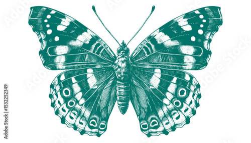 Admiral Butterfly vector
