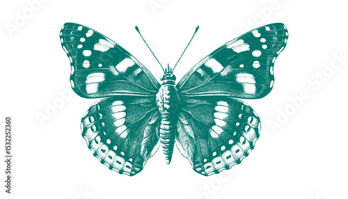 Admiral Butterfly vector